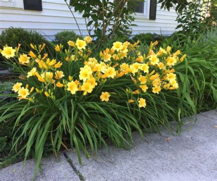 How do you keep daylilies looking good?