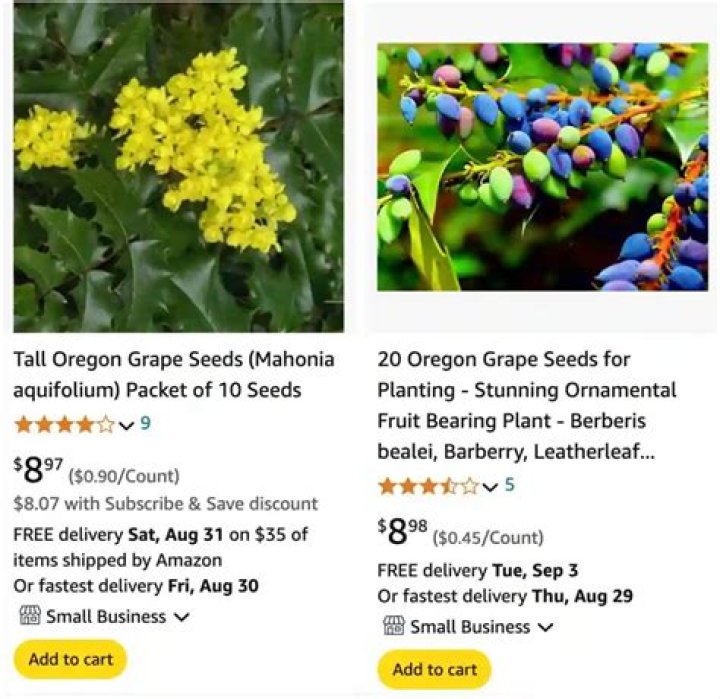 How do you keep Oregon grapes from spreading?