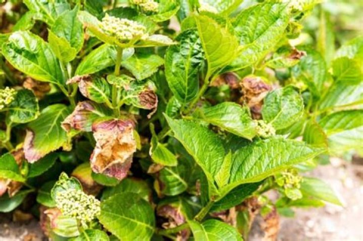 How do you kill Botrytis in spores?