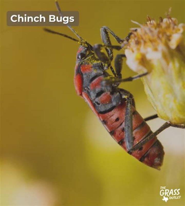 How do you know if you have chinch bugs in your lawn?