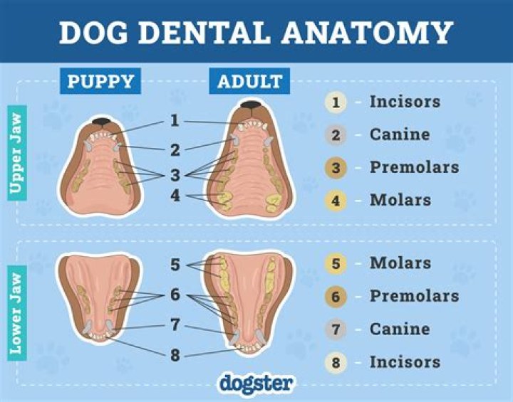 How do you know if your dog is a diabetic?