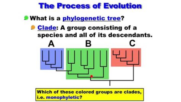 How do you label a clade?