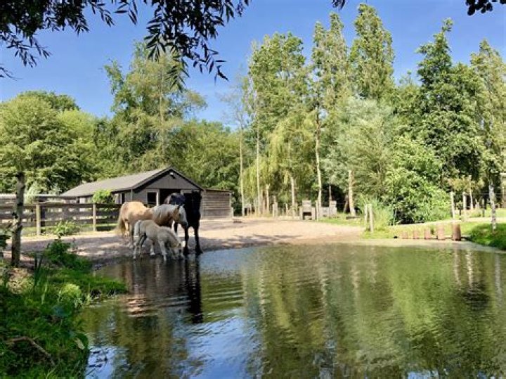How do you make Paddock Paradise?