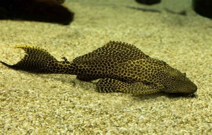How do you make plecostomus flashcards?