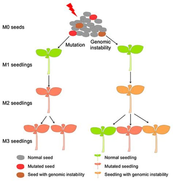How do you mutate seeds?