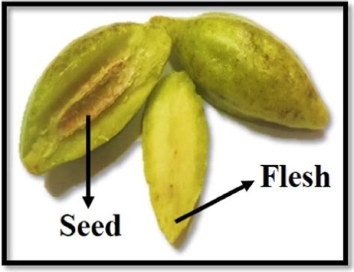 How do you plant Haritaki seeds?