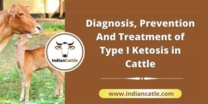 How do you prevent ketosis in cattle?