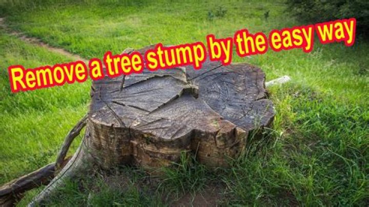 How do you pull a small tree stump?