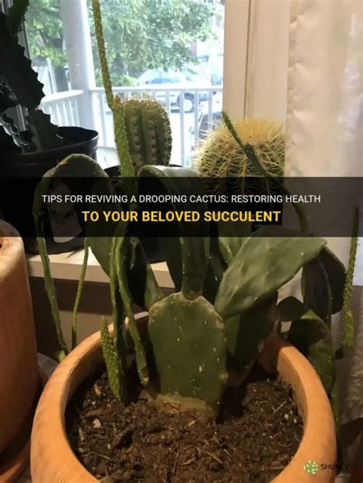 How do you revive a drooping cactus?