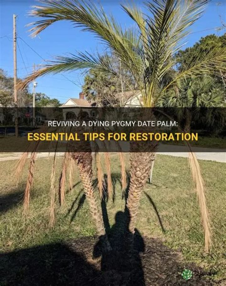 How do you save a dying pygmy palm?