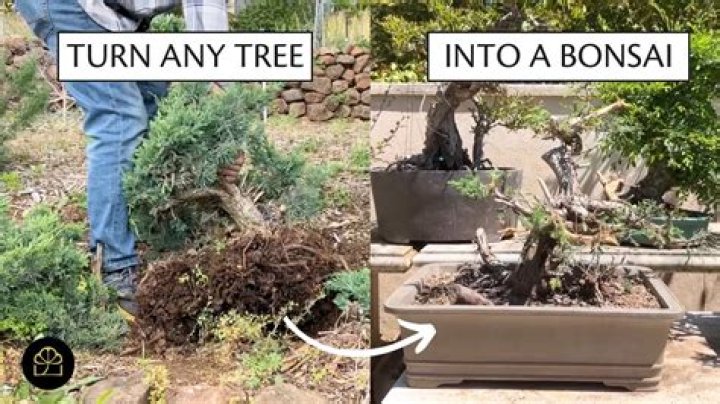 How do you shape bonsai figs?
