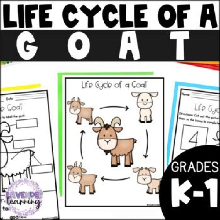 How do you take care of a goat for beginners?
