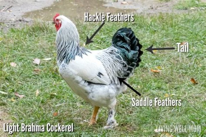 How do you tell a Brahma hen from a light rooster?