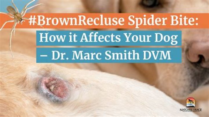 How do you tell if your dog has been bitten by a spider?