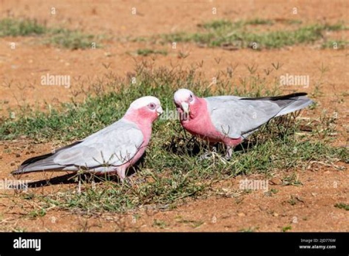 How do you tell the difference between a male and female galah?