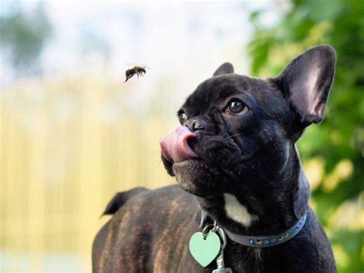 How do you treat an infected bug bite on a dog?