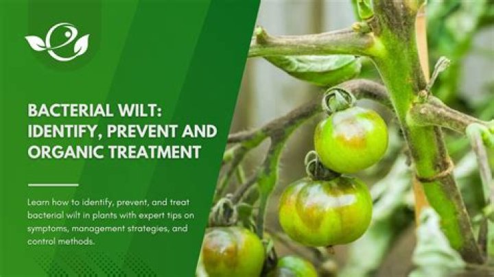 How do you treat bacterial wilt in squash?