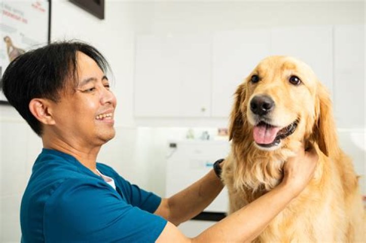 How do you treat Malassezia in dogs?