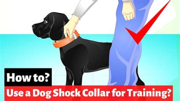 How do you use a shock collar for the first time?