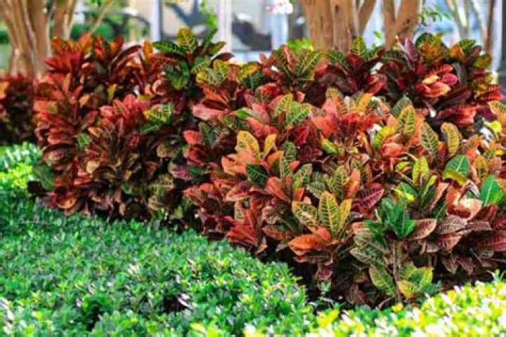 How do you use landscaping Crotons?
