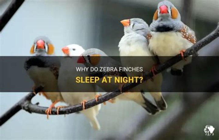 How do zebra finches sleep?