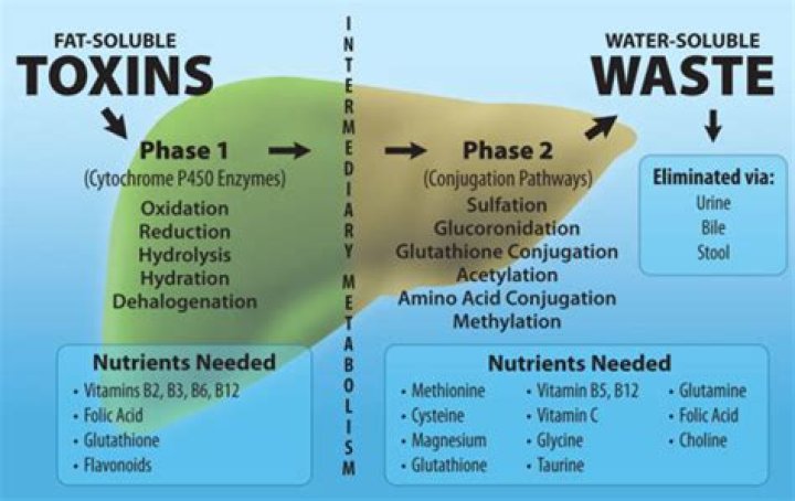 How does biotransformation occur in liver?