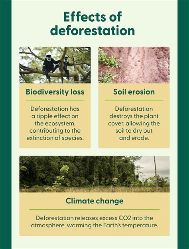 How does deforestation affect people in the rainforest?