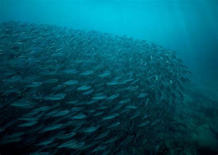 How does fish school work?