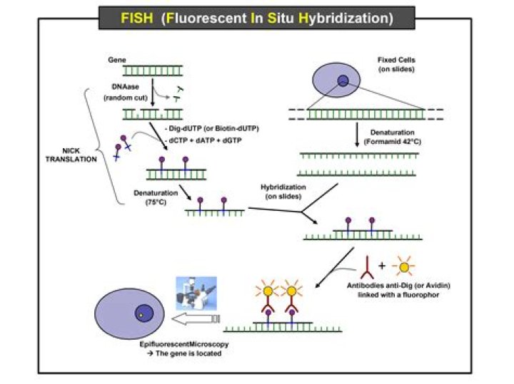 How does fluorescent in situ hybridization work?