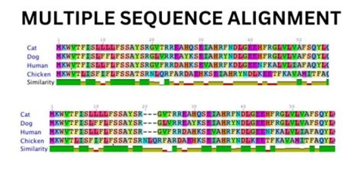 How does multiple sequence alignment work?