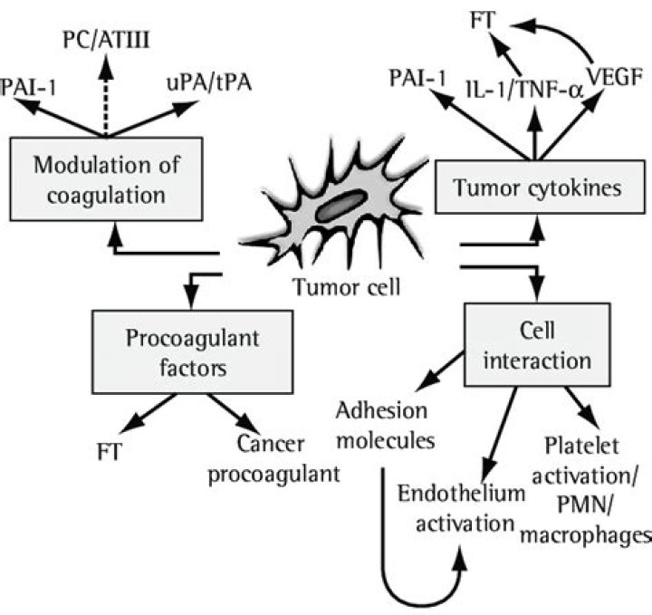 How does PAI-1 affect pregnancy?