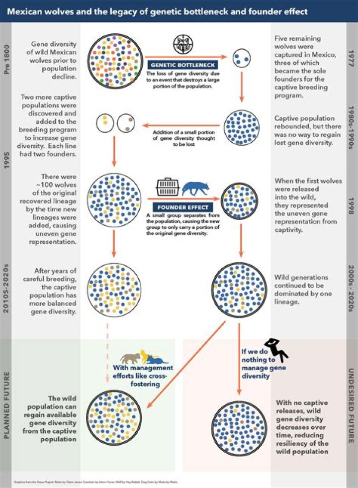 How does population bottleneck influence genetic diversity?