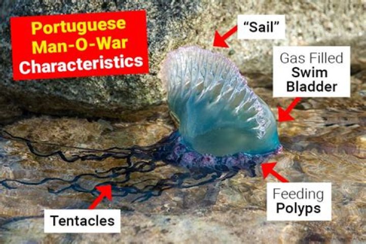 How does Portuguese Man of War reproduce?