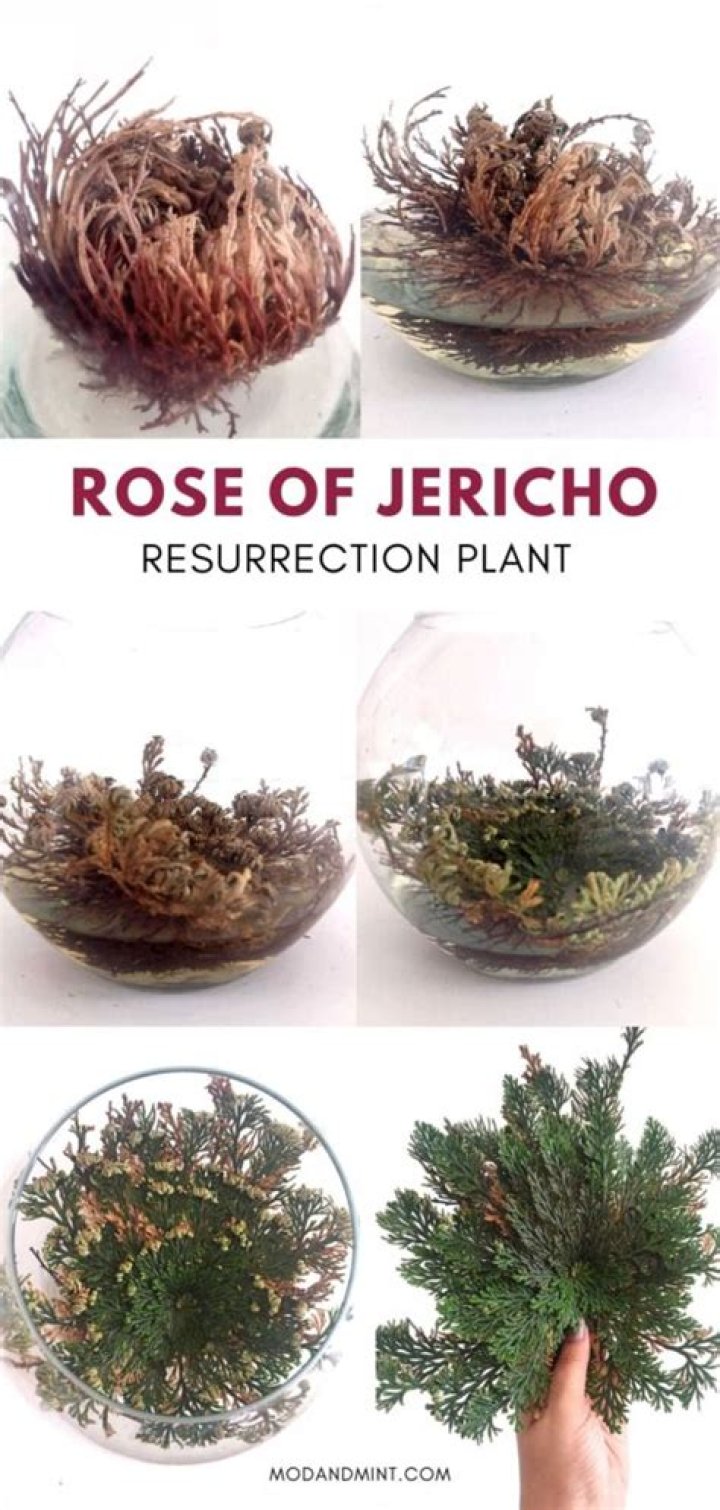 How does Rose of Jericho reproduce?
