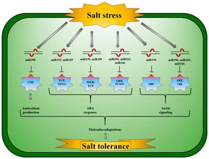 How does salt stress affect photosynthesis?