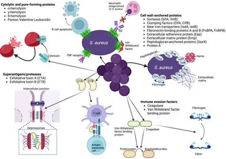How does Staphylococcus aureus affect the skin?