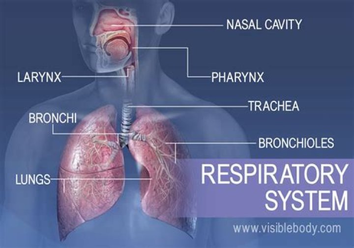How does the respiratory system work in the human body?