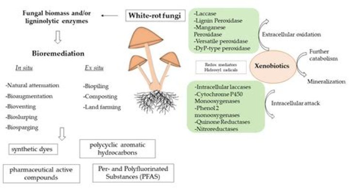How does the white rot fungus play a role in bioremediation?