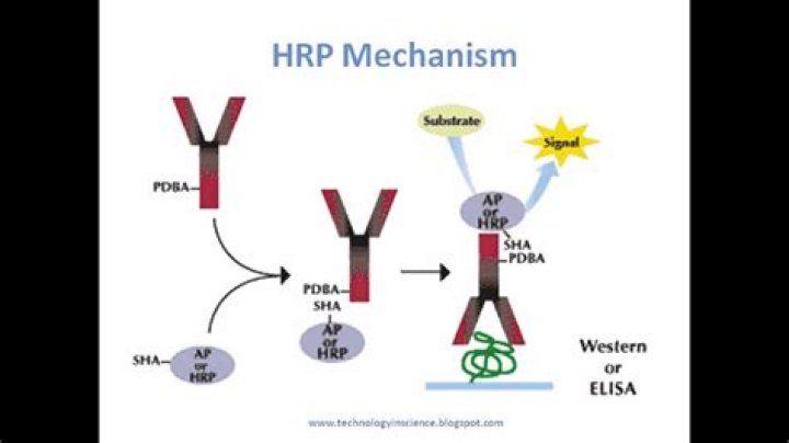 How does TMB react with HRP?