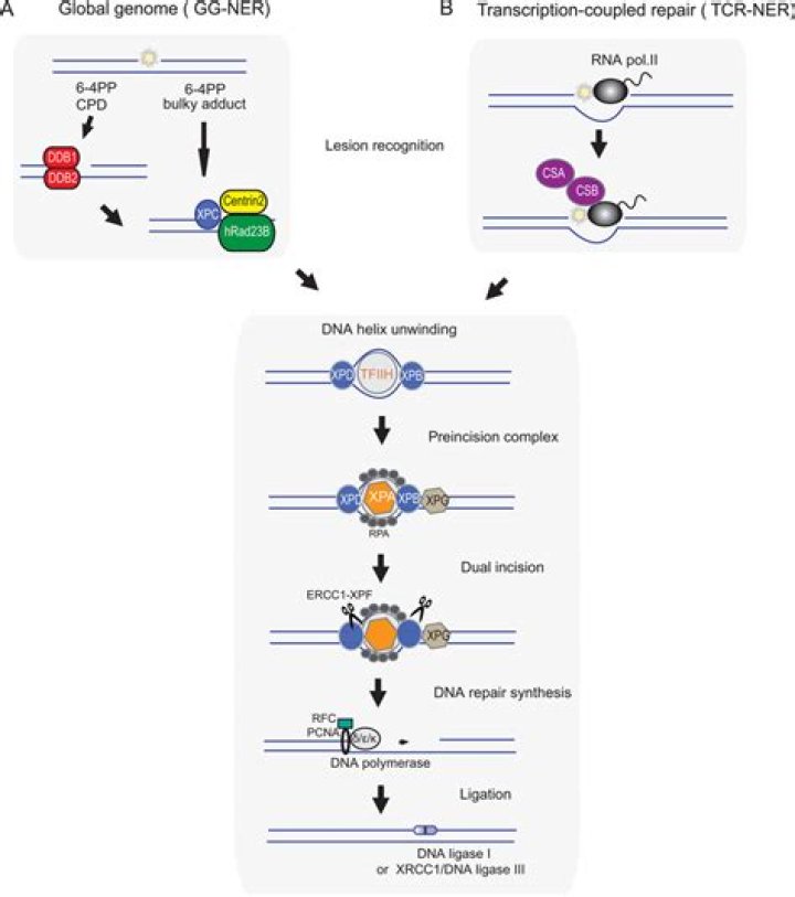 How does transcription coupled NER differ from global genome NER?