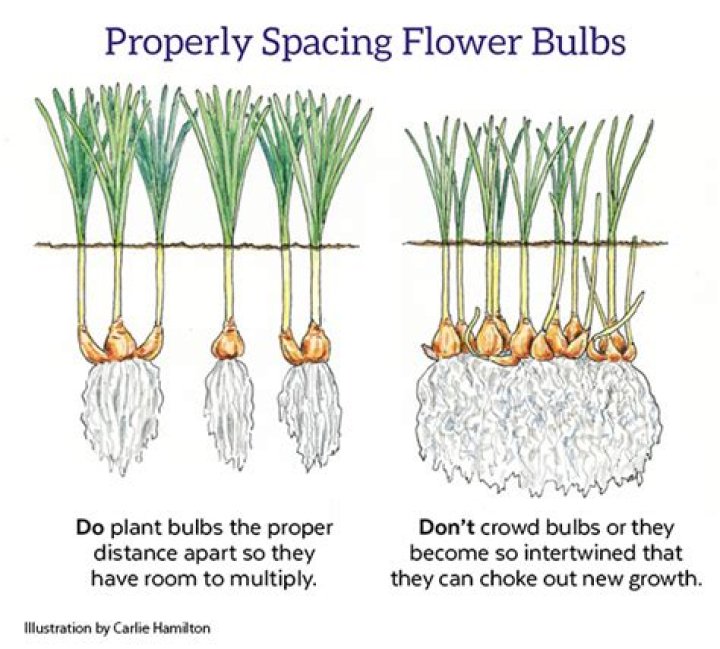 How far apart do you plant flax lily?