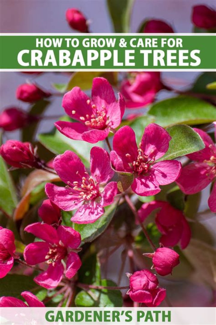 How fast do Robinson crabapple trees grow?