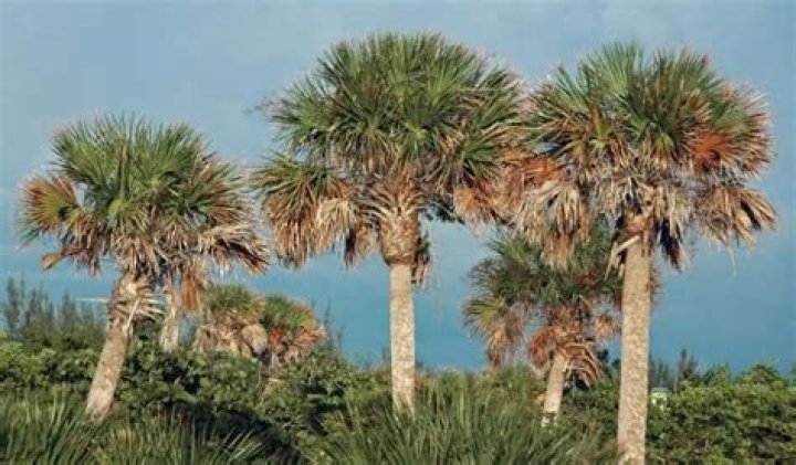How fast do Sabal palmetto trees grow?