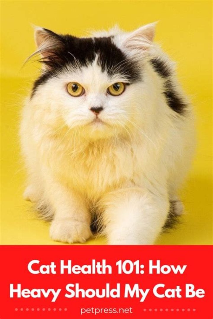 How heavy should my kitten be?