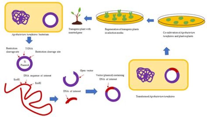 How is Agrobacterium used to genetically modify plants?