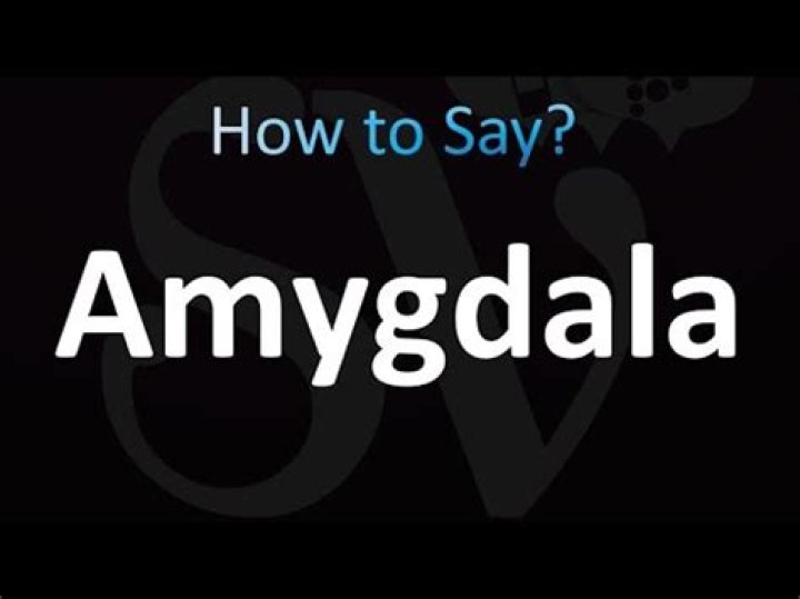 How is amygdala pronounce?