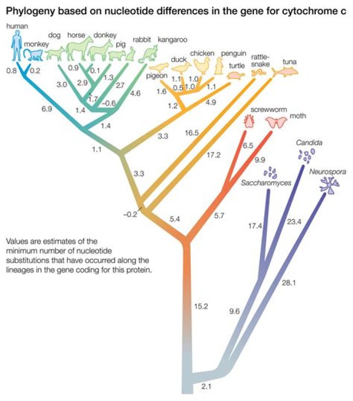 How is cytochrome c used in evolutionary studies?