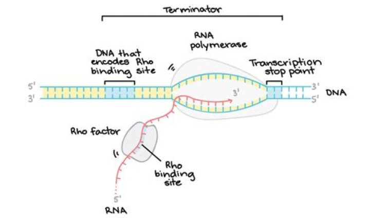 How is DNA transcribed to RNA?