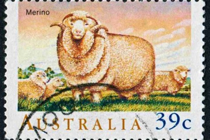 How is the Australian merino different from the original Merino?