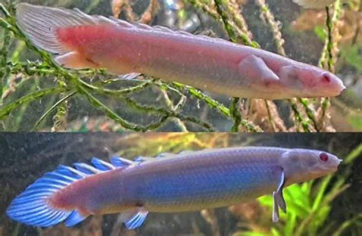 How long can a bichir live?